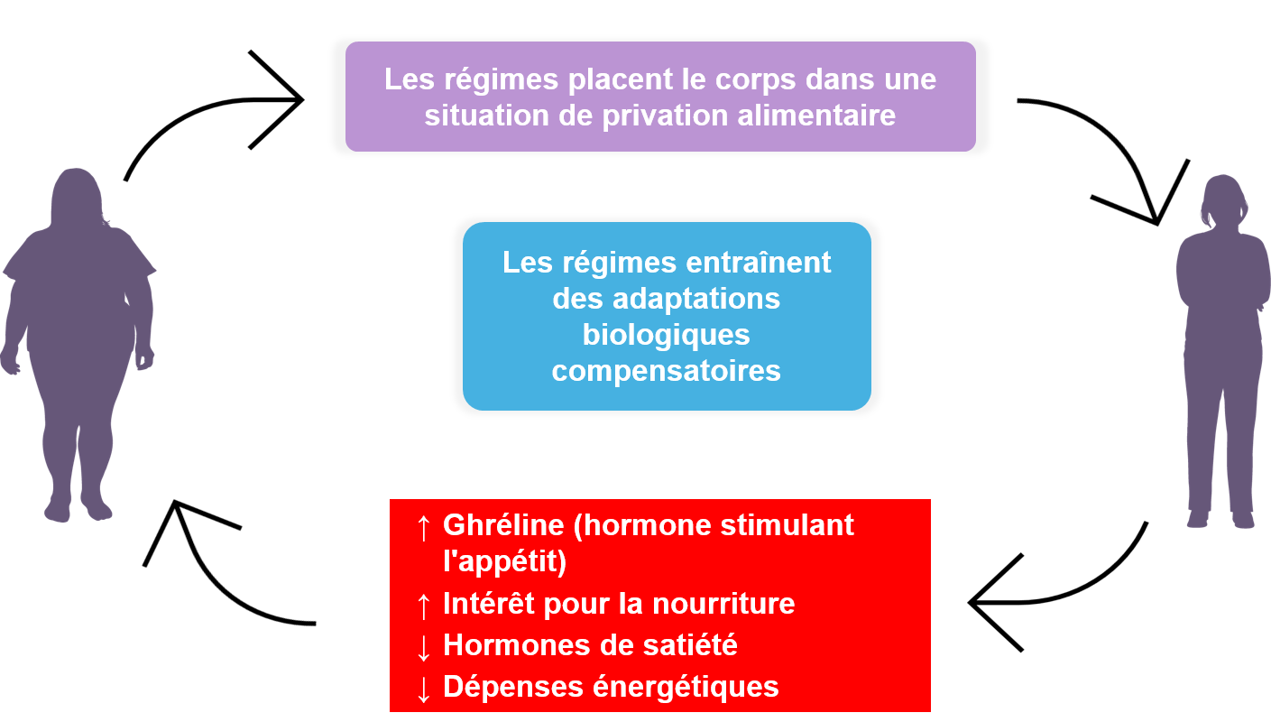 Les mécanismes biologiques entraînant la reprise de poids après un régime alimentaire